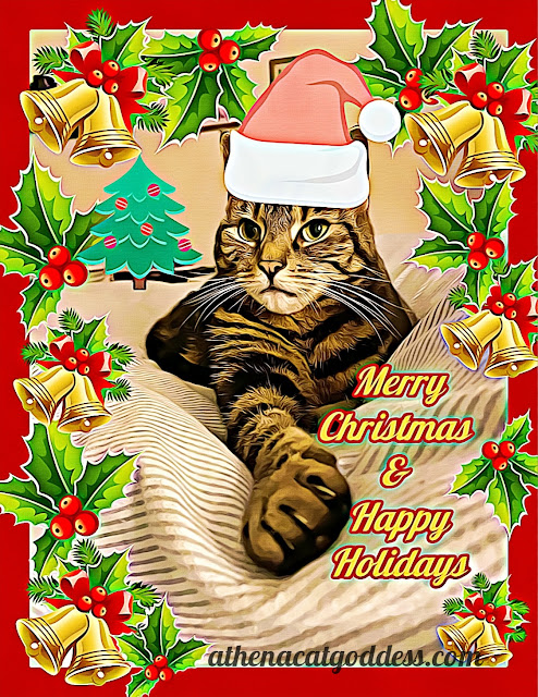 cat Christmas