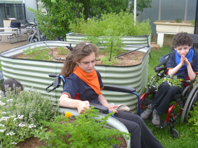 Harvesting the herbs