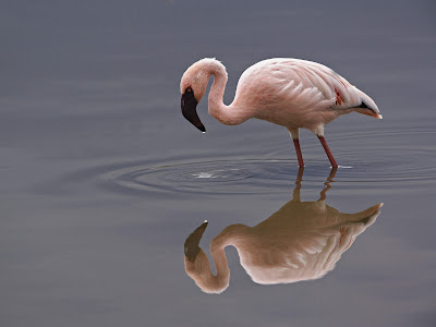 Beautiful Flamingo wallpaper