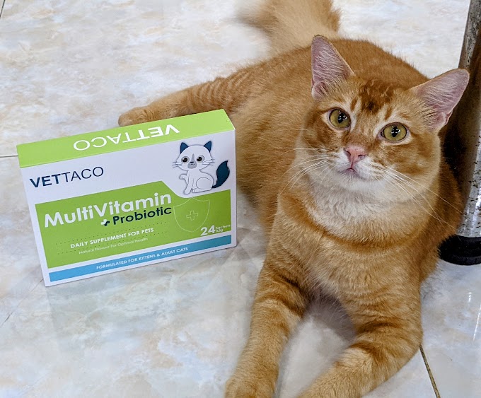 Vettaco Supplement Terbaik Buat Kucing Anda