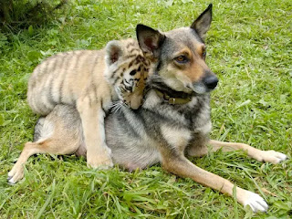 https://www.businessinsider.com/unlikely-animal-friends-photos-2019-8#the-friendship-between-this-dog-and-hedgehog-may-be-linked-to-the-fact-that-both-species-are-social-animals-and-that-they-provide-tactile-sensations-for-each-other-14