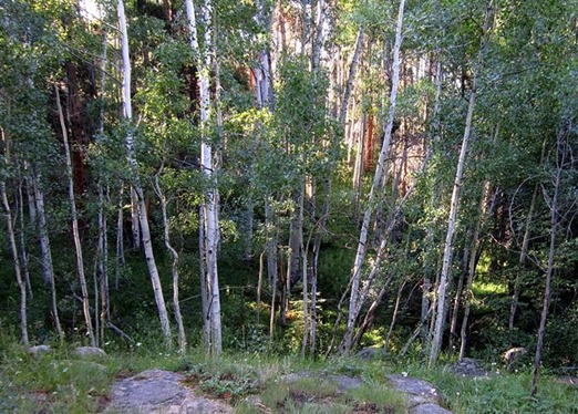 IMG_4062 (Small)