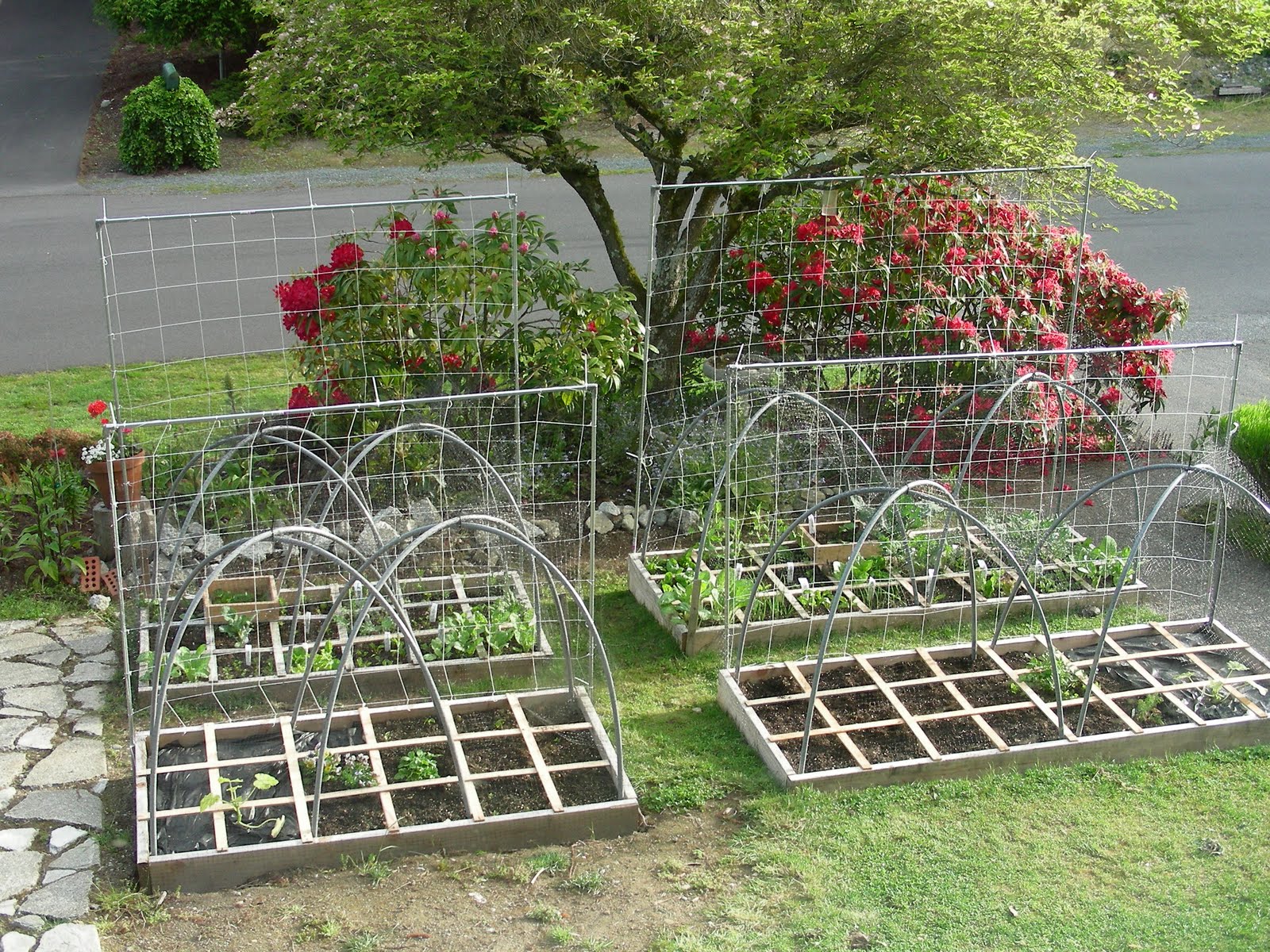 Tomato Trellis