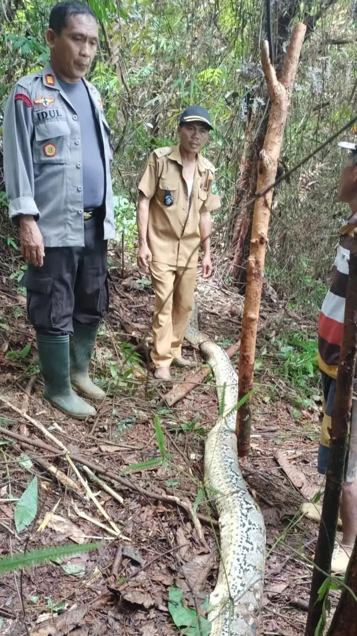 Una serpiente pitón se comió a una mujer de 36 años en Indonesia