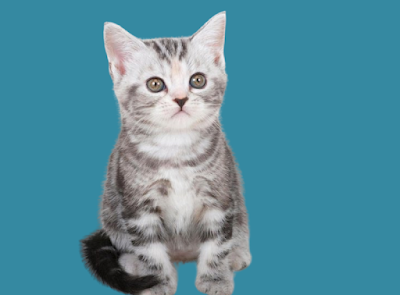 Here are 10 healthy cute cats breeds that won’t require many vet visits