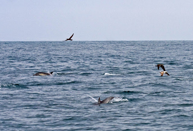 Common Dolphins and Brown Boobies