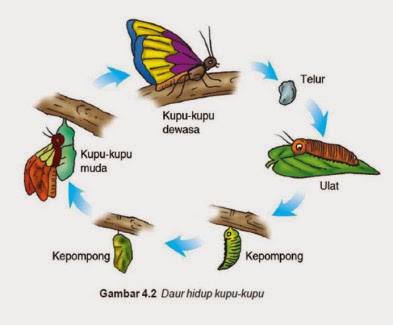 esluha4a DAUR  HIDUP  HEWAN  DAN TUMBUHAN