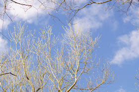 Spring in Norfolk countryside