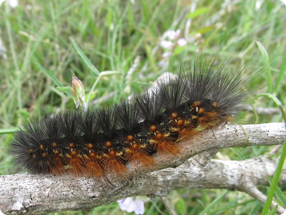 Salt Marsh Caterpillar (1)