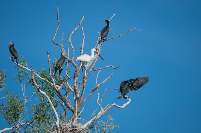 Ia uite-i: cormoranii si lopatarul, Colonia Trofilca