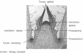 Jaringan Maristem Apikal