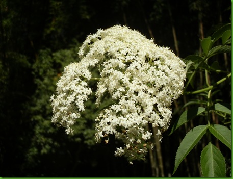 Sambucus nigra