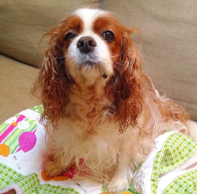 Blenheim Cavalier King Charles Spaniel on pink and green quilt