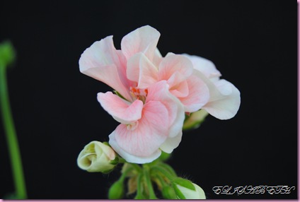 Pelargonium  juli -10 015
