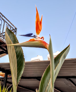 Bird of Paradise plant, blooming