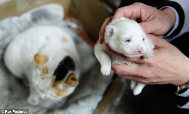 Cat Gives Birth To Dog