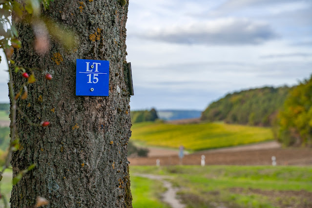 Wanderweg LT15 | Durch den Bürgerwald ins Wolfental | Wandern in Bad Mergentheim 11