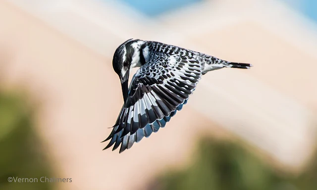 Canon EOS 70D for Birds In Flight Photography, Cape Town