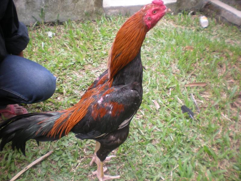Jual Beli Ayam  Aduan Lokal  dan Import Wirausaha Budidaya 