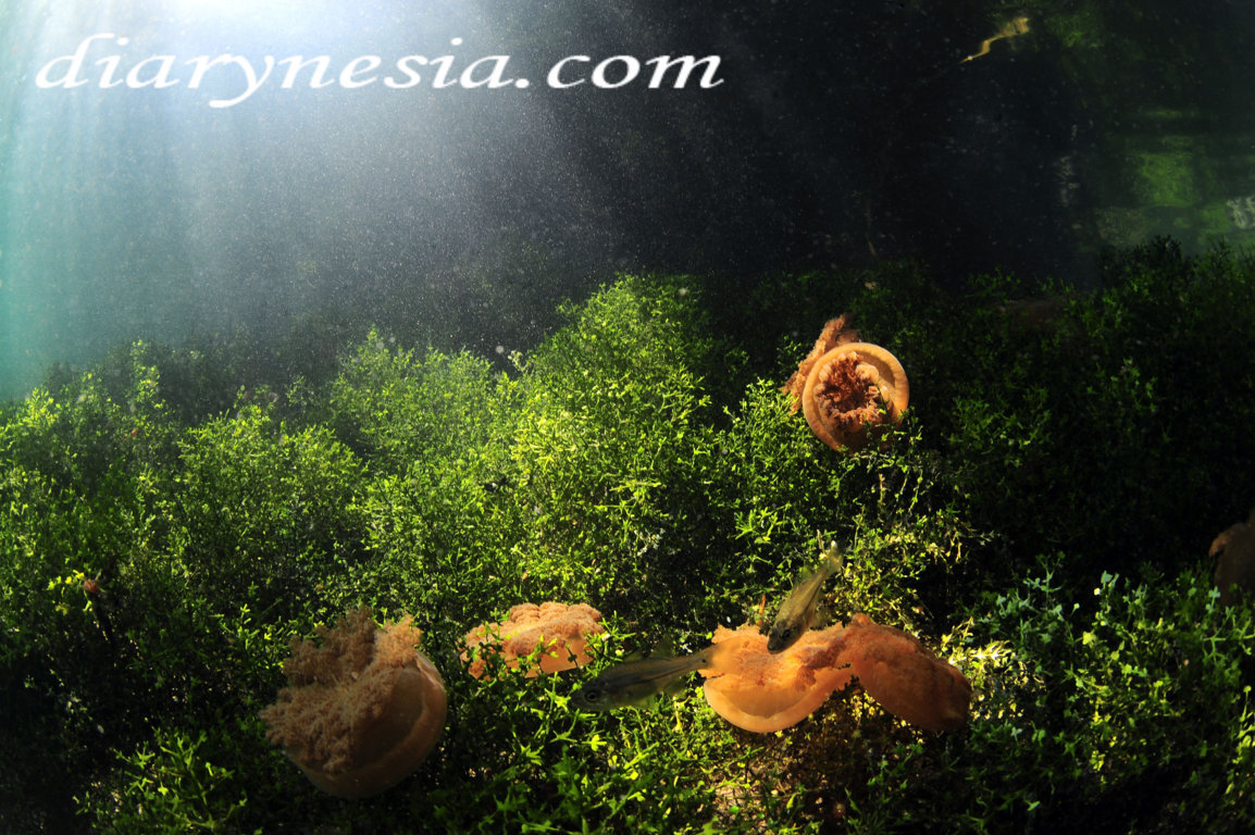 Stingless jellyfish lake, overview of kakaban island, how to get to kakaban island, diarynesia