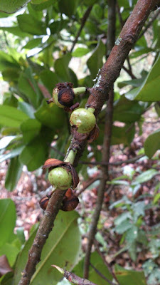 frutos en crecimiento de mamey