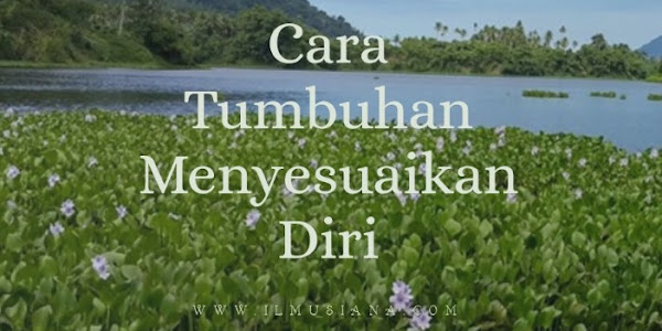 9+ Cara Tumbuhan Menyesuaikan Diri (Gambar Lengkap)