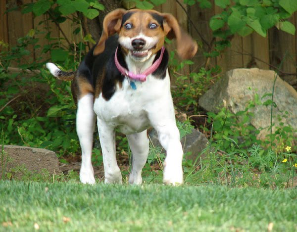 26 pictures of awkward dog smiles