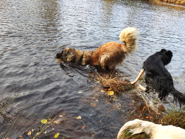 leik på jordet border collie