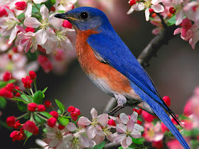 Single Small Blue Bird Wallpaper