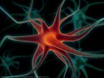NEURON