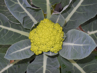 coliflor verde