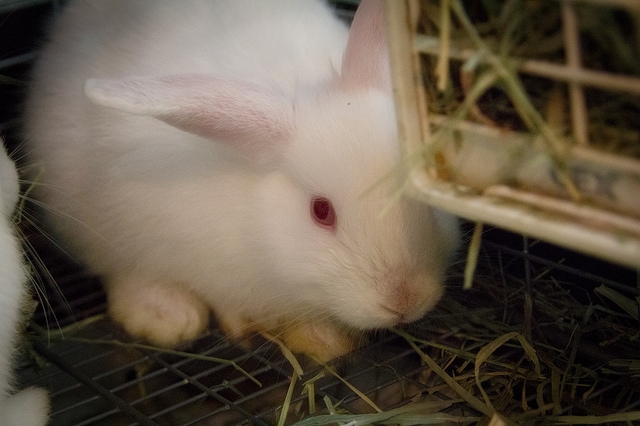 pictures of cute bunnies