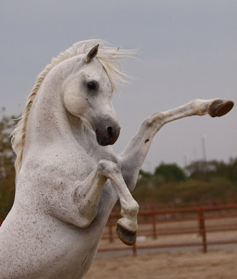 cavallo arabo_associazione_mammagatta