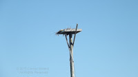 Osprey nest on man-made platform - Wood Islands Lighthouse – PEI, Canada - by Denise Motard