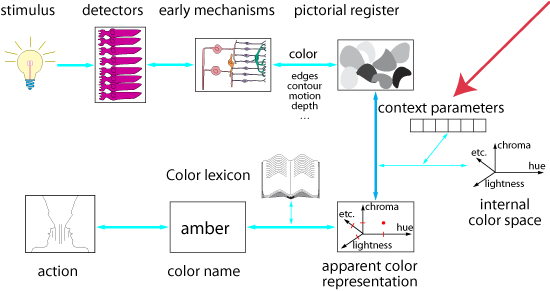 a cognitive model for color perception