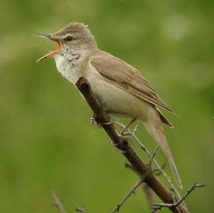 Suara burung Great reed warbler untuk masteran