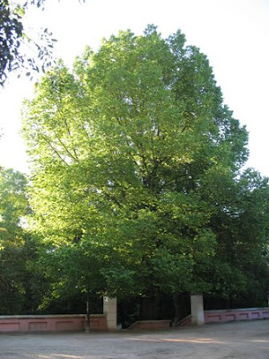 Mature Ulmus minor tree