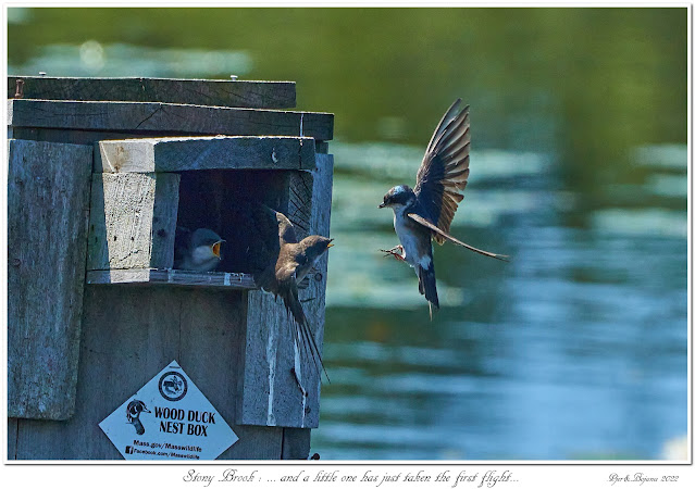 Stony Brook: ... and a little one has just taken the first flight...