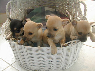 Chihuahua puppies