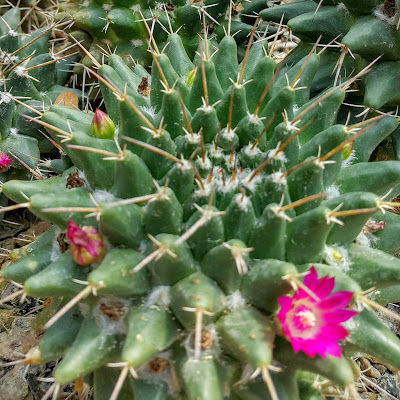   🌿Fᴀᴍíʟɪᴀ                  🌿Nᴏᴍᴇ ᴄɪᴇɴᴛíFɪᴄᴏ Cactaceae Mammillaria polythele 'obconella'    🌿Sɪɴᴏɴíᴍɪᴀ Cactus obconella, Mammillaria obconella, Neomammillaria obconella, Mammillaria tetracantha, Mammillaria kewensis, Mammillaria hidalgensis, Mammillaria durispina, Mammillaria hoffmanniana, Neomammillaria hoffmanniana, Mammillaria ingens, Mammillaria kelleriana, Mammillaria neophaeacantha, Mammillaria subdurispina, Mammillaria xochipilli.