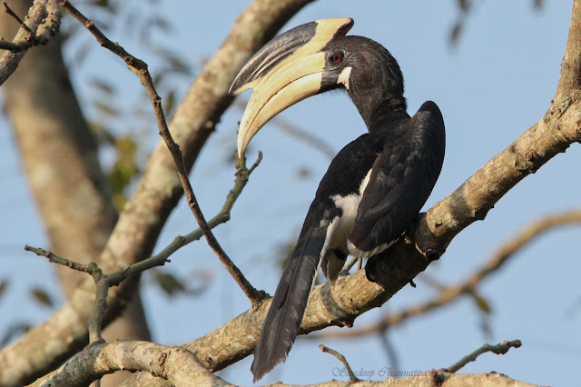 Malabar pied hornbill