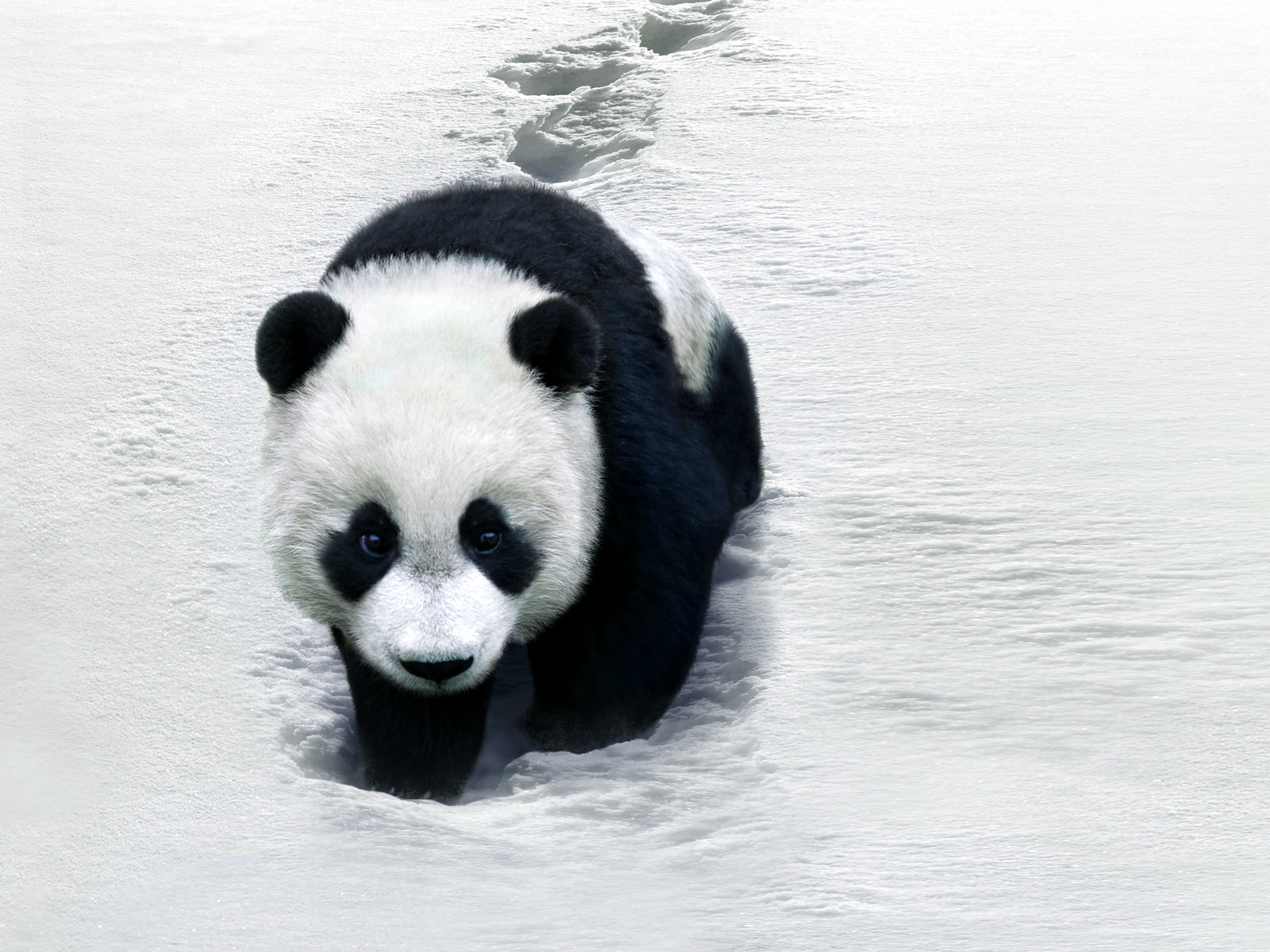 Desicommentfirst: Baby Panda Wallpapers
