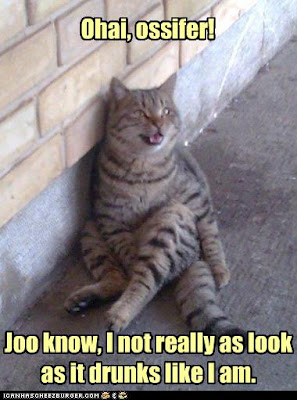 Cat funny picture