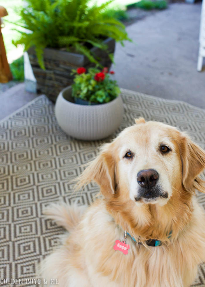 Golden retriever on patio with indoor/outdoor rug