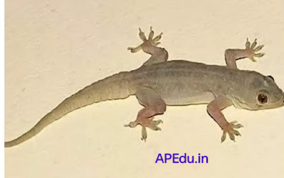 Do you know what happens if a lizard falls in those 10 parts of our body?
