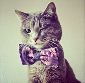Funny cats - part 97 (40 pics + 10 gifs), cat pictures, cat with bow tie blinking his eye