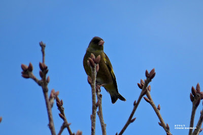 カワラヒワ　≪Oriental Greenfinch≫