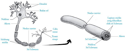 Sistem saraf tersusun atas miliaran sel yang sangat khusus yang Pintar Pelajaran Sel Saraf (Neuron) pada Manusia