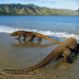 The Dragon in Komodo Island