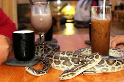 Ide Unik, Kafe Ini Sajikan Minuman di Tempat Penuh Reptil